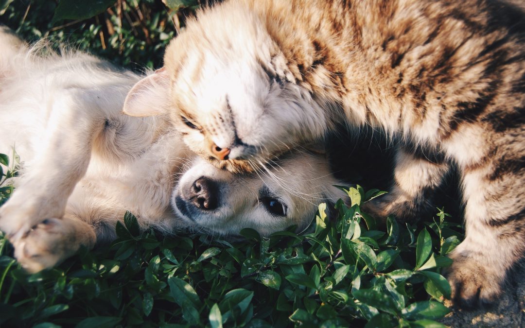 Perros y gatos, más cuidados para tu mascota